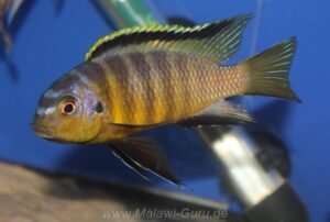 Tropheops sp. 'orange chest' Makokola Reef